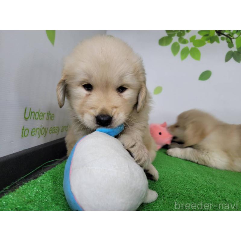 販売中の三重県のゴールデンレトリーバー-445383の2枚目