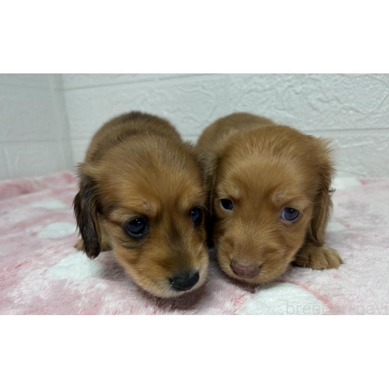 販売中の埼玉県のミニチュアダックスフンド(ロングヘアード)-445386の9枚目