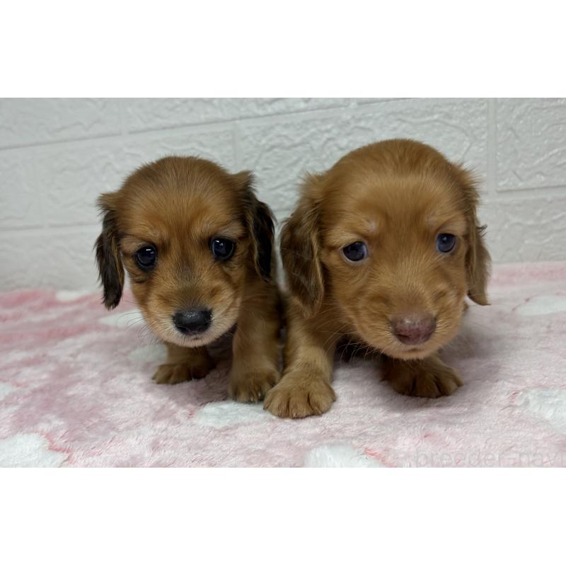 販売中の埼玉県のミニチュアダックスフンド(ロングヘアード)-445386の8枚目