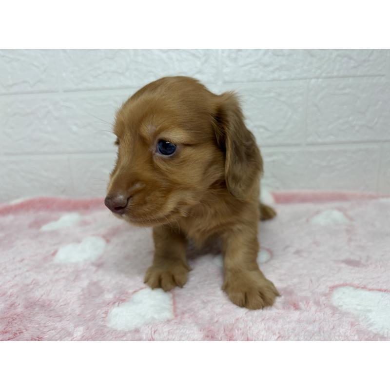 販売中の埼玉県のミニチュアダックスフンド(ロングヘアード)-445386の7枚目