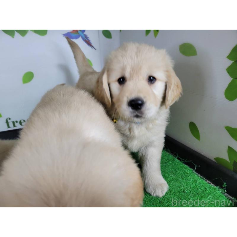 販売中の三重県のゴールデンレトリーバー-445384の5枚目