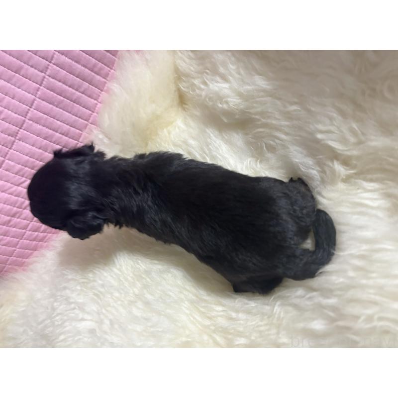 販売中の愛知県のマルプー:マルチーズ×トイプードル-445388の6枚目