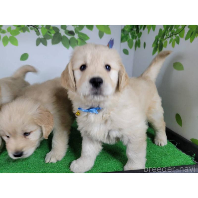 販売中の三重県のゴールデンレトリーバー-445384の3枚目