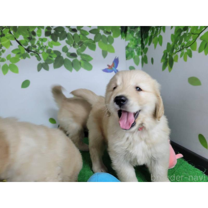 販売中の三重県のゴールデンレトリーバー-445385の4枚目