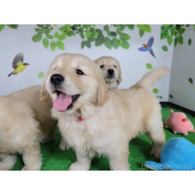 販売中の三重県のゴールデンレトリーバー-445385の2枚目