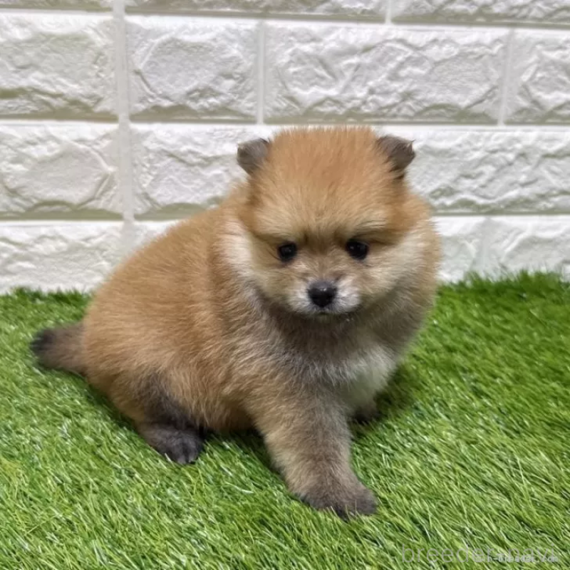販売中の愛知県のポメラニアン-445387の1枚目