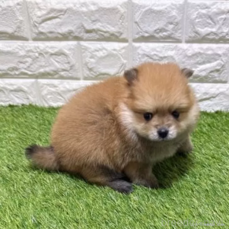 販売中の愛知県のポメラニアン-445387の5枚目