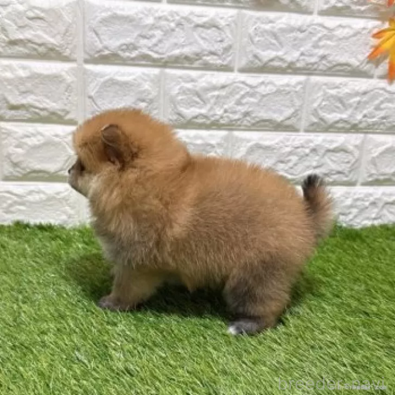 販売中の愛知県のポメラニアン-445387の4枚目