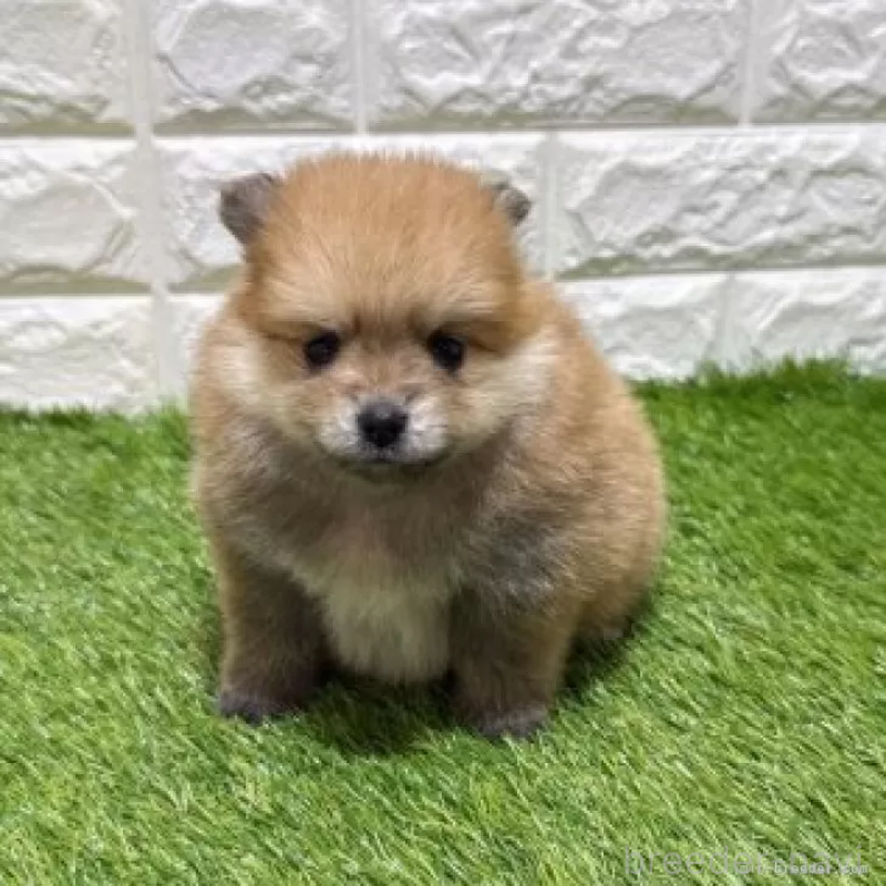 販売中の愛知県のポメラニアン-445387の3枚目