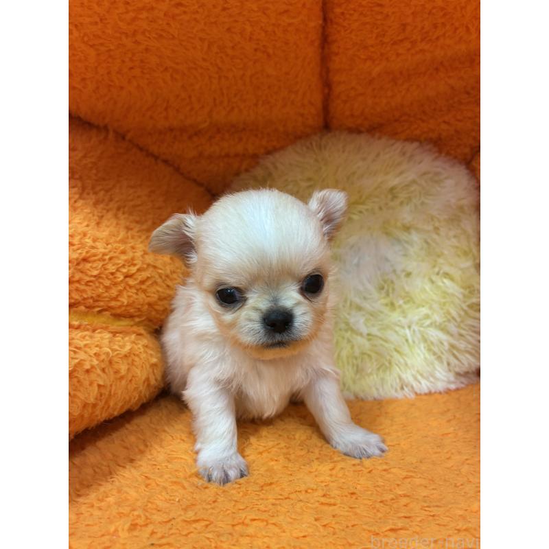 販売中の神奈川県のチワワ(ロングコート)-445397の3枚目