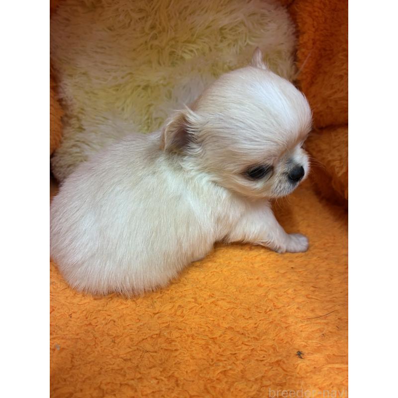 販売中の神奈川県のチワワ(ロングコート)-445397の2枚目