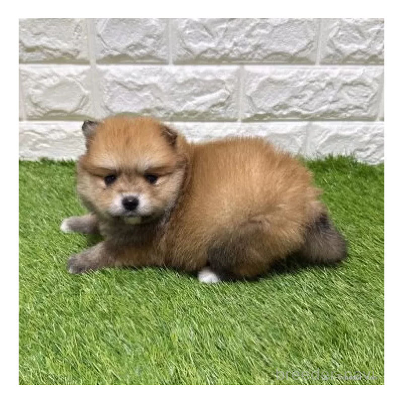 販売中の愛知県のポメラニアン-445390の4枚目