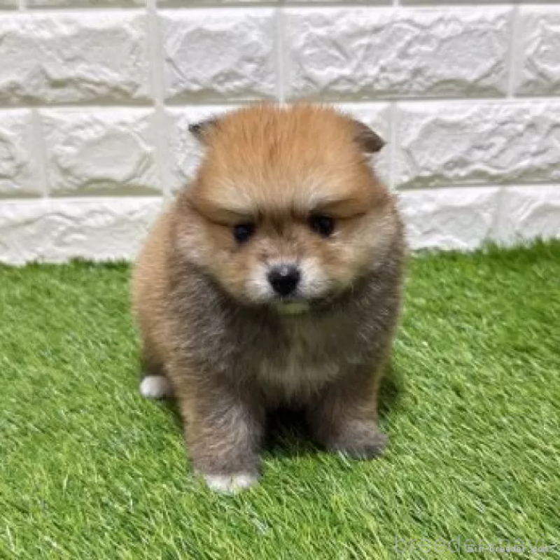 販売中の愛知県のポメラニアン-445390の3枚目