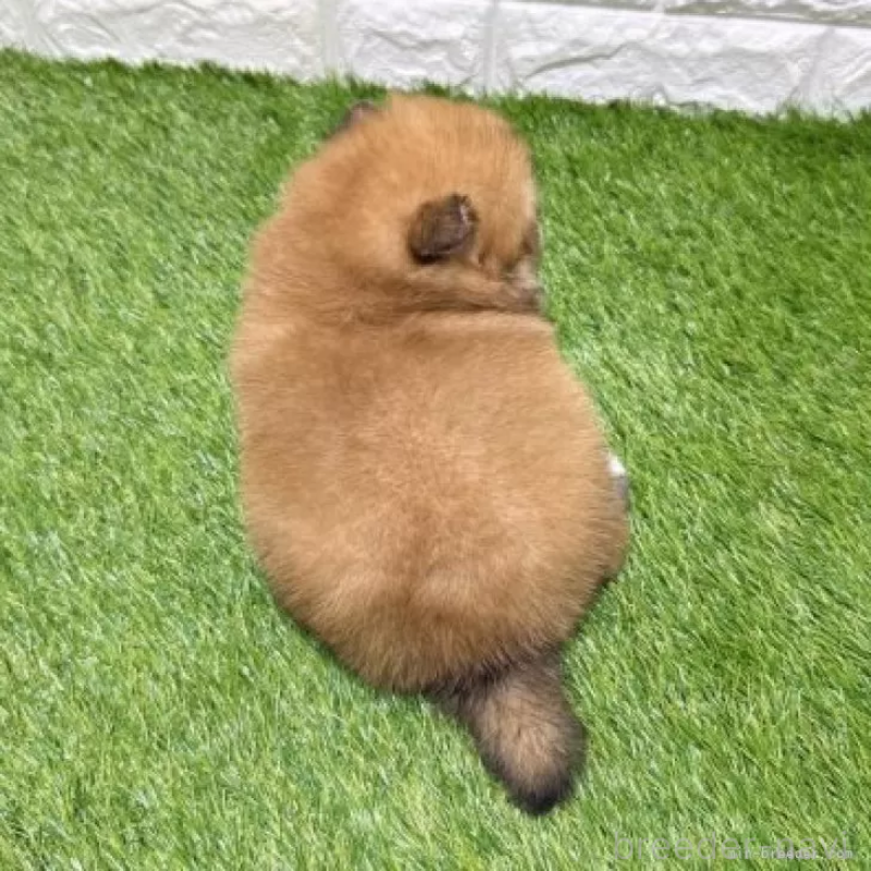 販売中の愛知県のポメラニアン-445390の2枚目