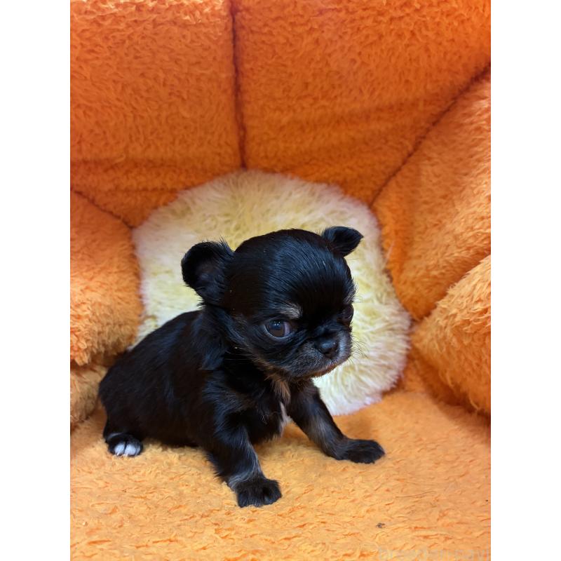 販売中の神奈川県のチワワ(ロングコート)-445396の3枚目