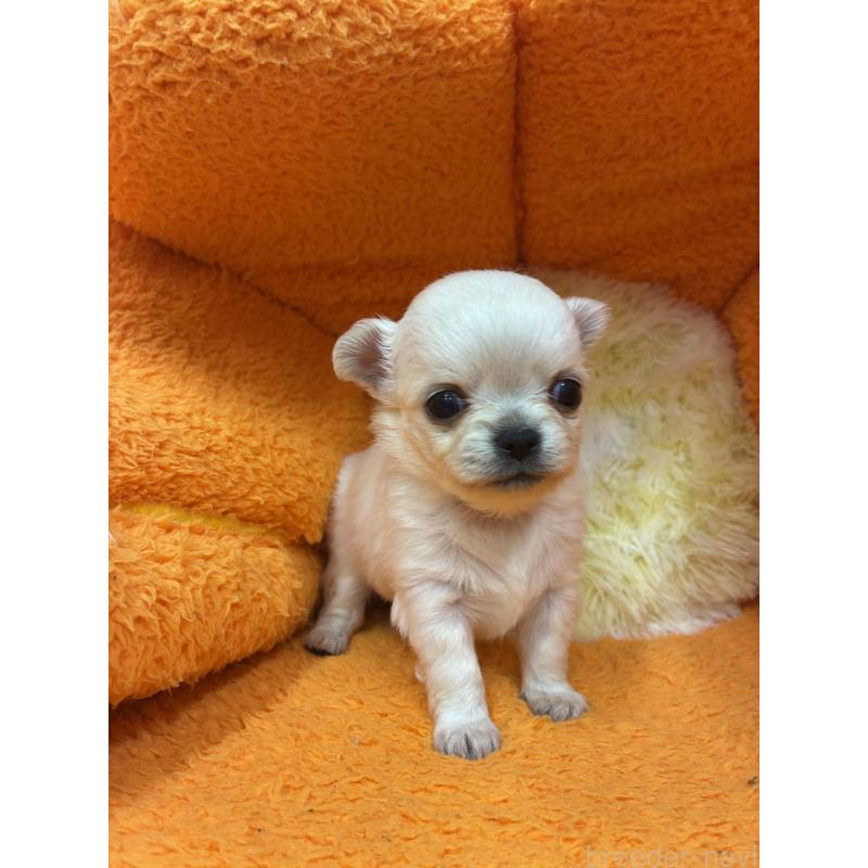 販売中の神奈川県のチワワ(ロングコート)-445395の3枚目