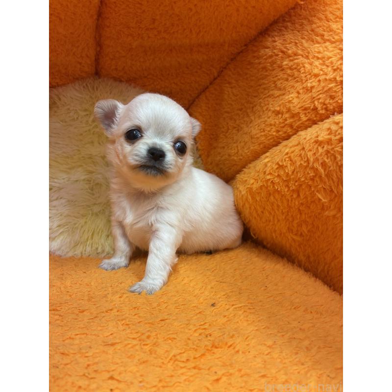 販売中の神奈川県のチワワ(ロングコート)-445395の2枚目