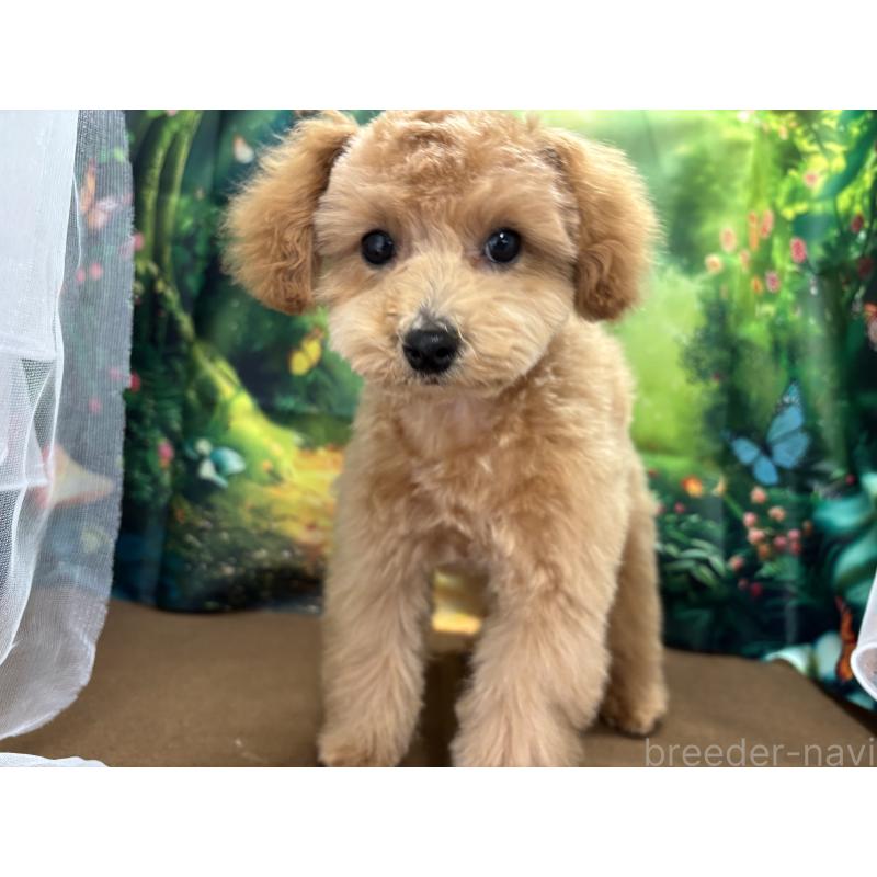 販売中の栃木県のタイニープードル-424869