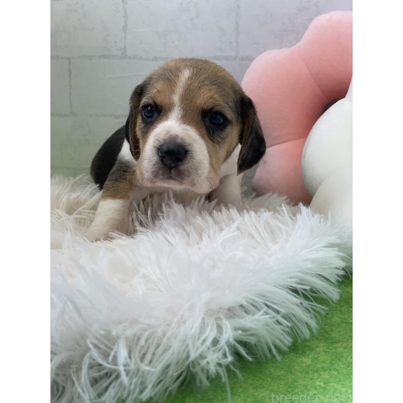 販売中の千葉県のビーグル-443973の3枚目