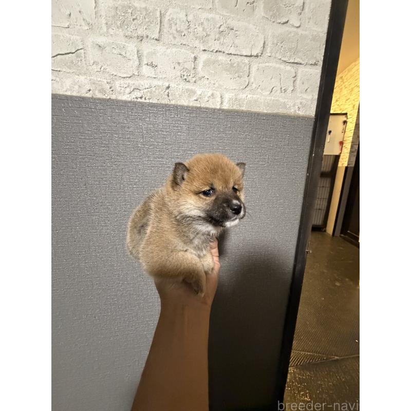 販売中の岡山県の豆柴-445398の6枚目