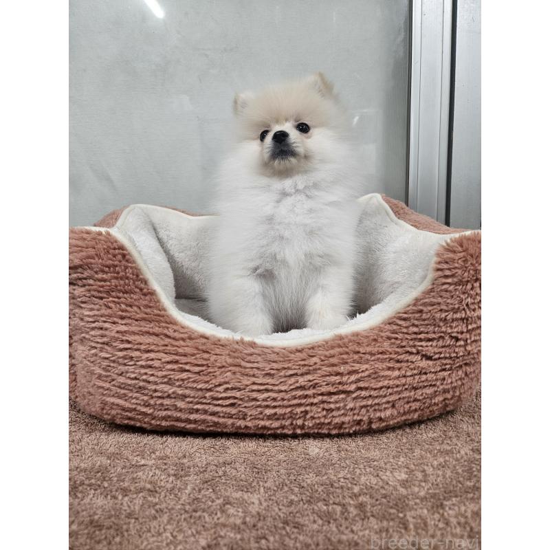 販売中の栃木県のポメラニアン-445399の4枚目