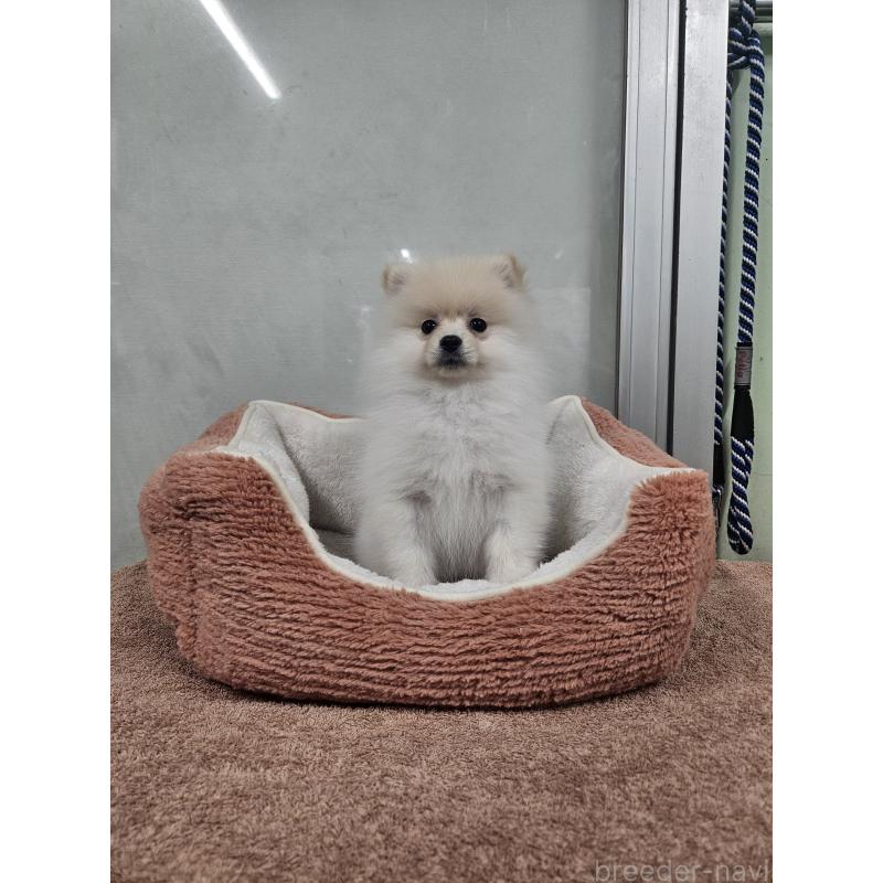 販売中の栃木県のポメラニアン-445399の3枚目