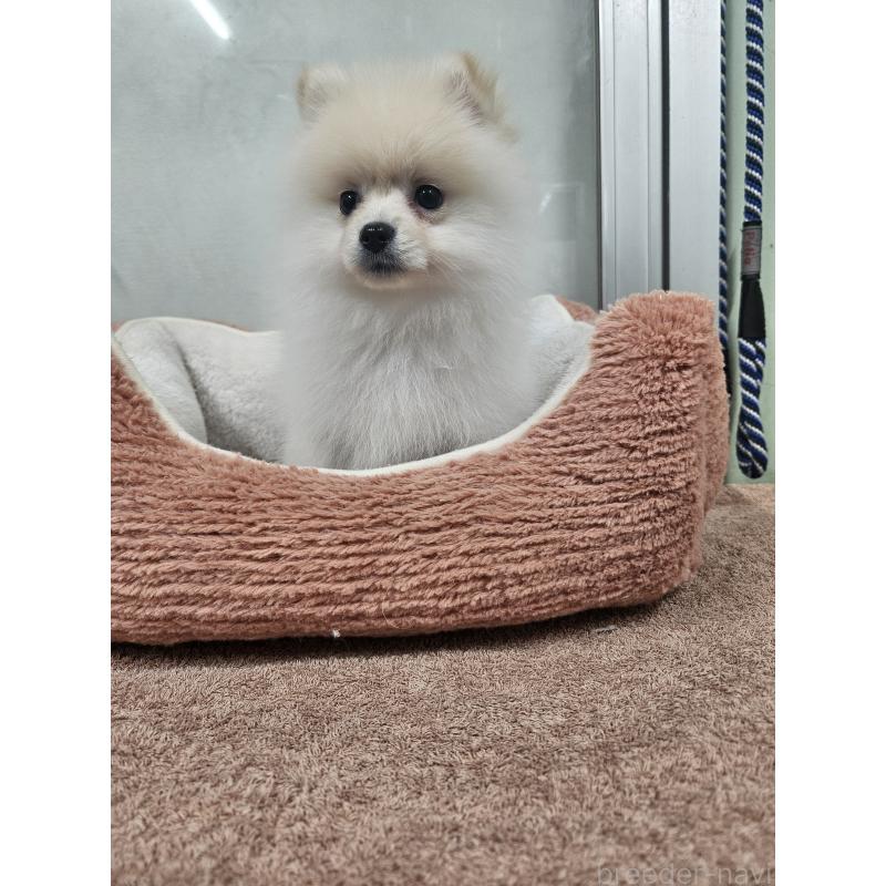 販売中の栃木県のポメラニアン-445399の2枚目