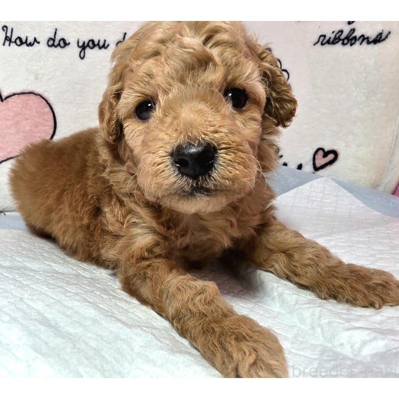 販売中ののトイプードル-443609