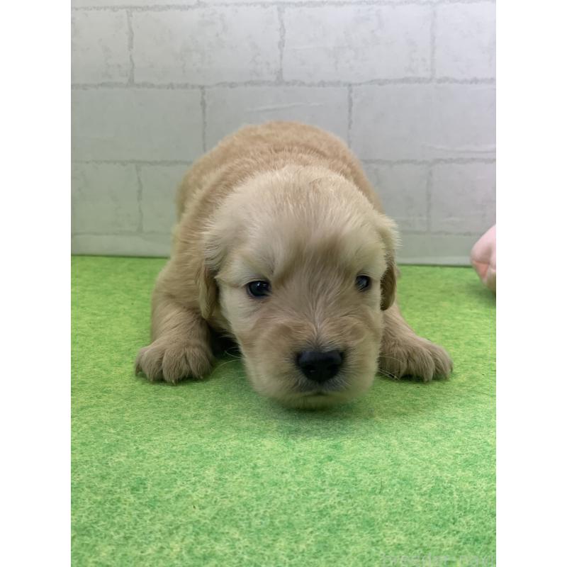 販売中の千葉県のゴールデンレトリーバー-443949の2枚目