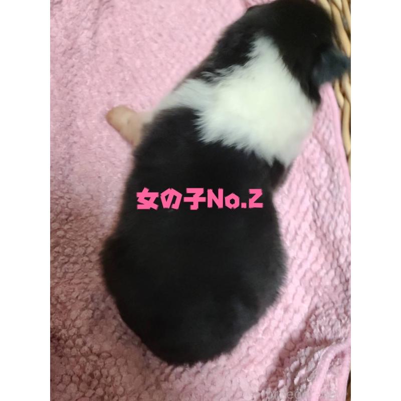 販売中の福島県のラフコリー-445408の2枚目