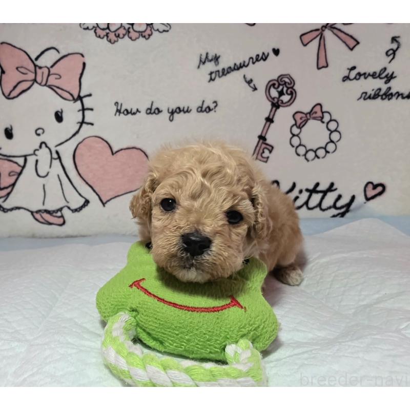 販売中の静岡県のトイプードル-443613