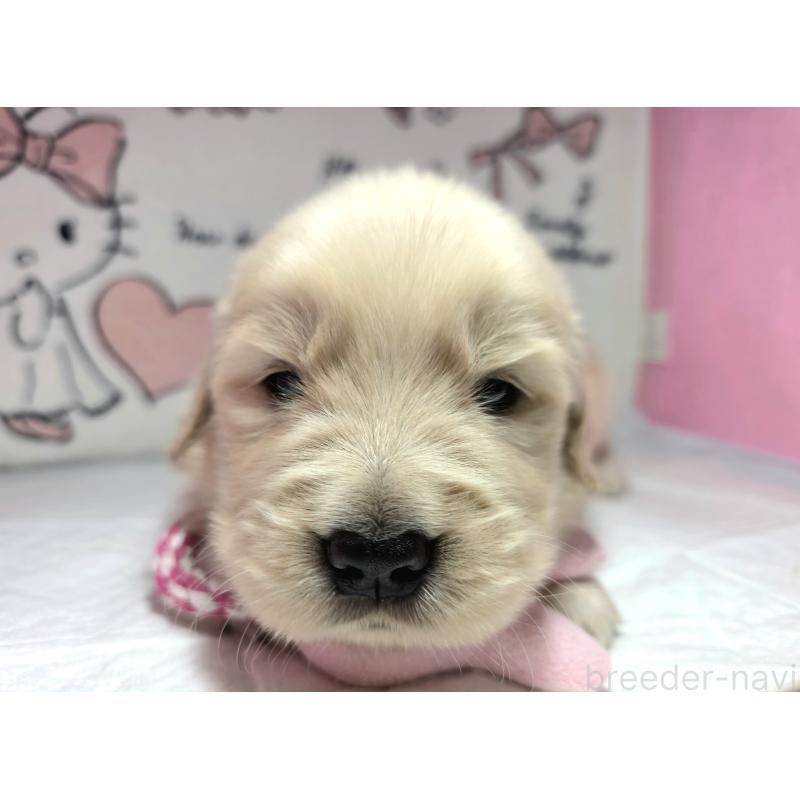 販売中の静岡県のゴールデンレトリーバー-443637