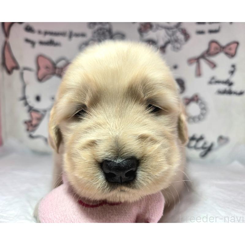 販売中の静岡県のゴールデンレトリーバー-443636