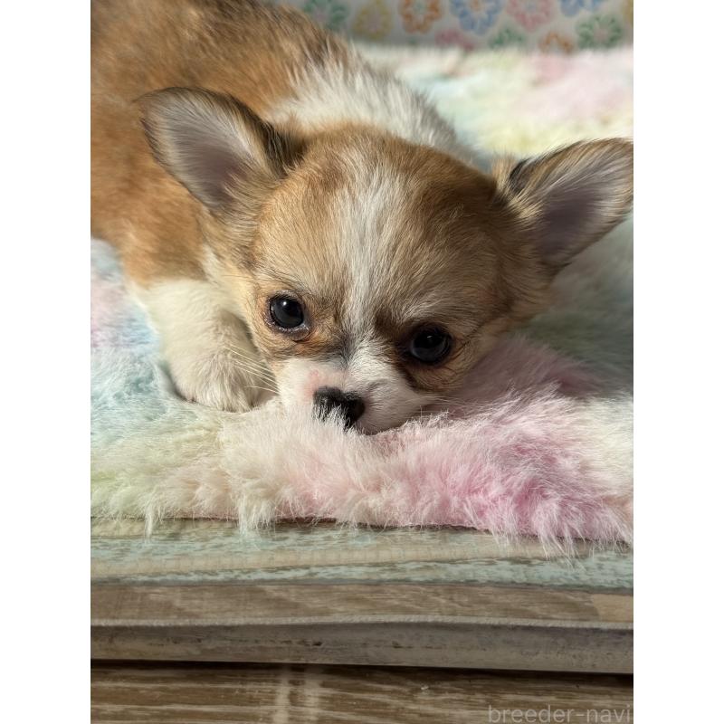 成約済の宮崎県のチワワ(ロングコート)-437237の8枚目