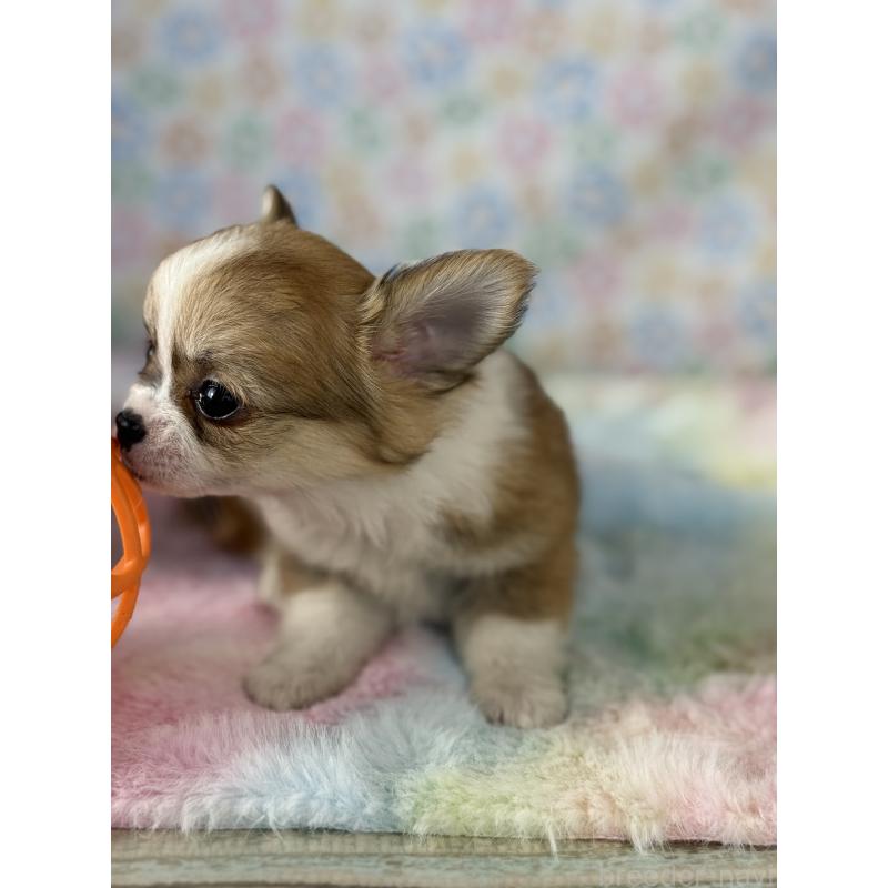 成約済の宮崎県のチワワ(ロングコート)-437237の6枚目