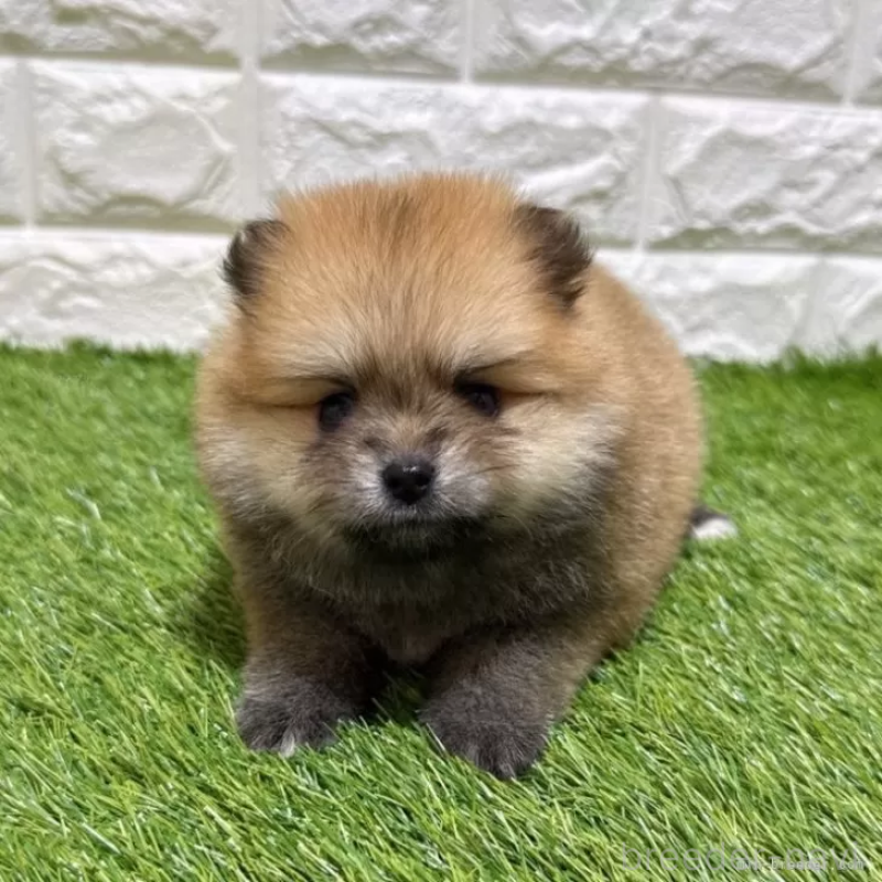 販売中の愛知県のポメラニアン-445400