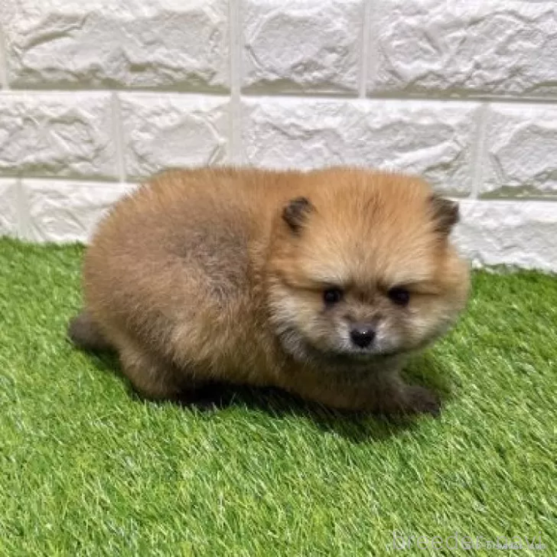 販売中の愛知県のポメラニアン-445400の5枚目