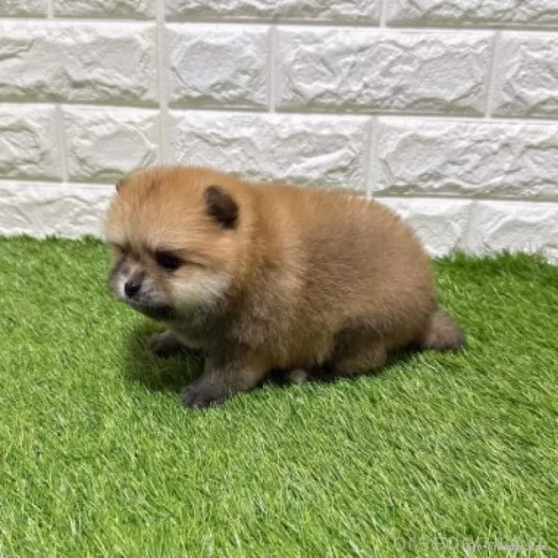 販売中の愛知県のポメラニアン-445400の4枚目