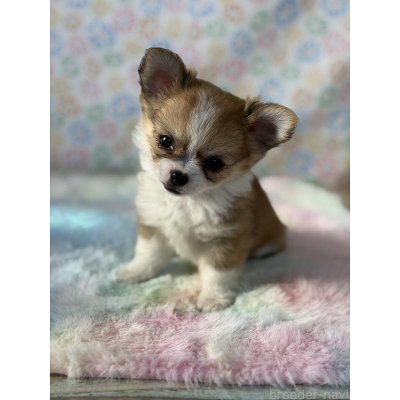 成約済の宮崎県のチワワ(ロングコート)-437237の4枚目