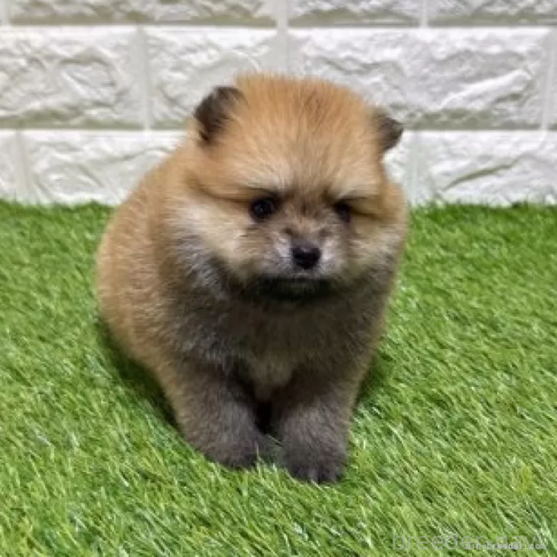 販売中の愛知県のポメラニアン-445400の3枚目