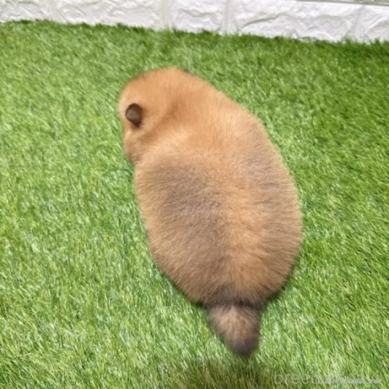 販売中の愛知県のポメラニアン-445400の2枚目