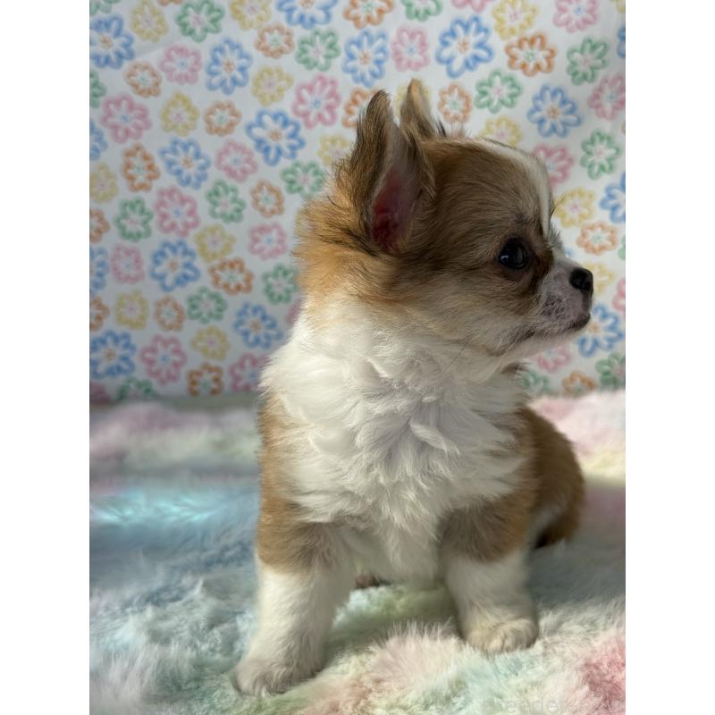 成約済の宮崎県のチワワ(ロングコート)-437237の3枚目