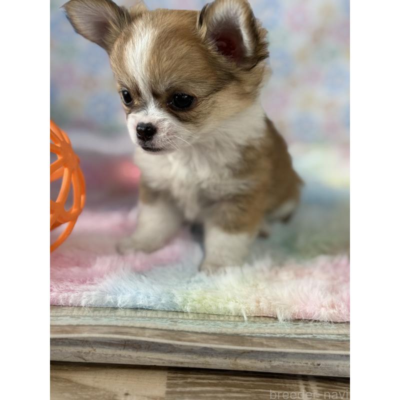 成約済の宮崎県のチワワ(ロングコート)-437237の2枚目