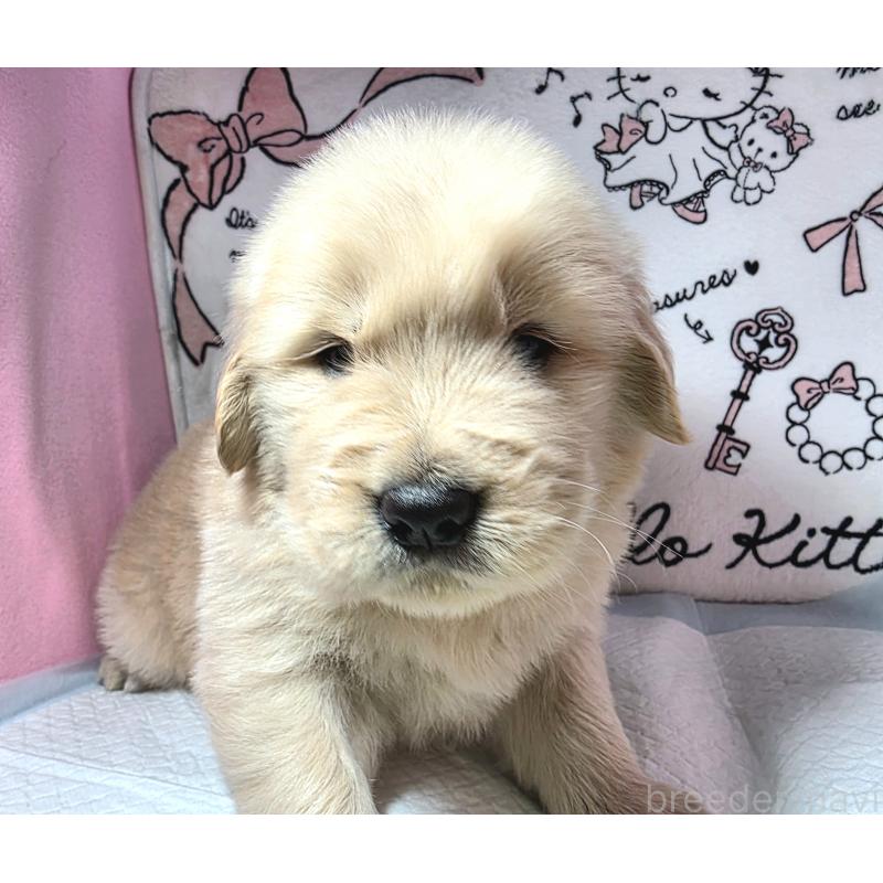 商談中の静岡県のゴールデンレトリーバー-445401の1枚目