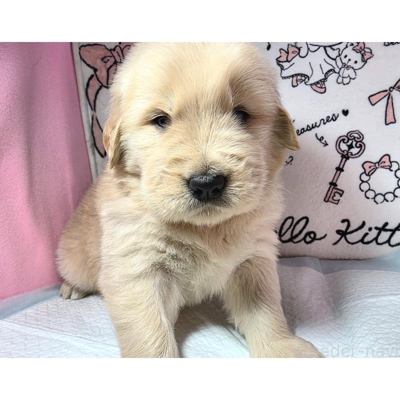 商談中の静岡県のゴールデンレトリーバー-445401の5枚目