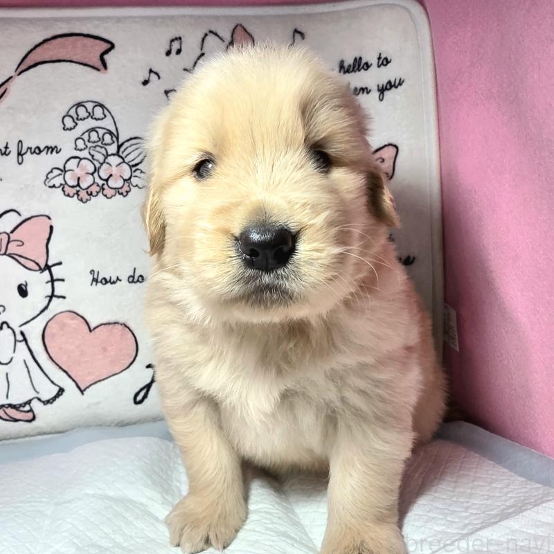 商談中の静岡県のゴールデンレトリーバー-445401の4枚目