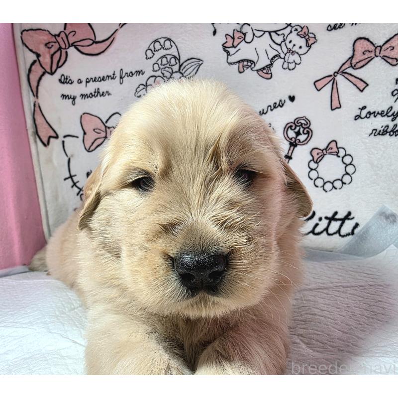 販売中の静岡県のゴールデンレトリーバー-443622の1枚目