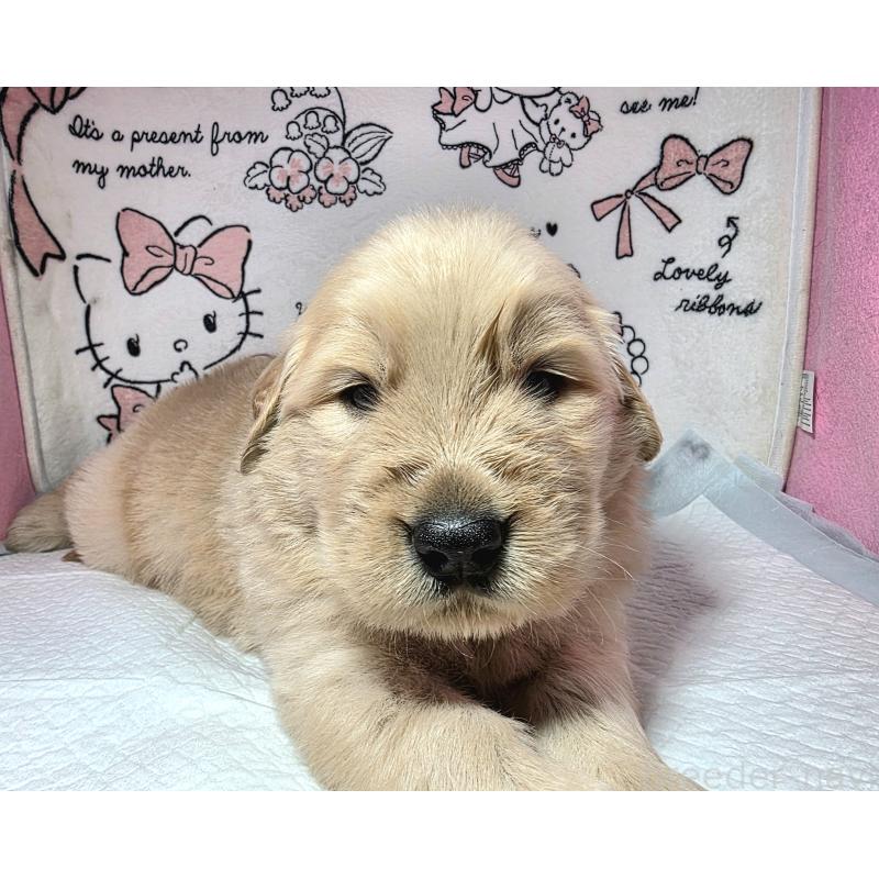 販売中の静岡県のゴールデンレトリーバー-443622の5枚目