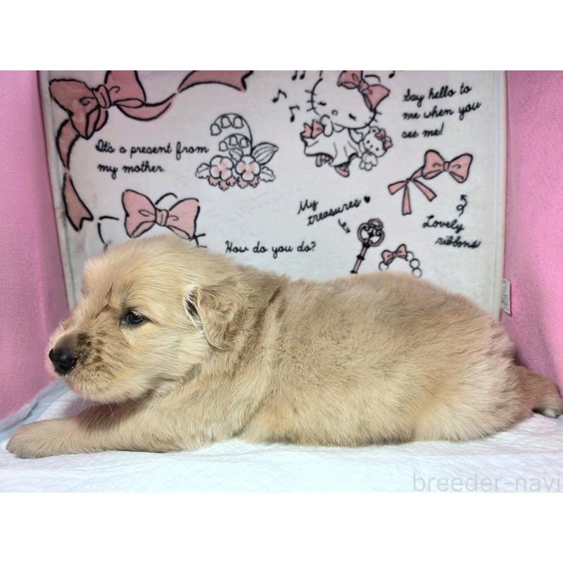 販売中の静岡県のゴールデンレトリーバー-443622の3枚目