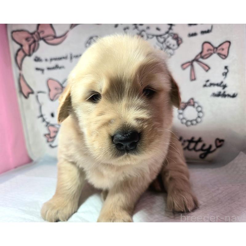 販売中の静岡県のゴールデンレトリーバー-443626